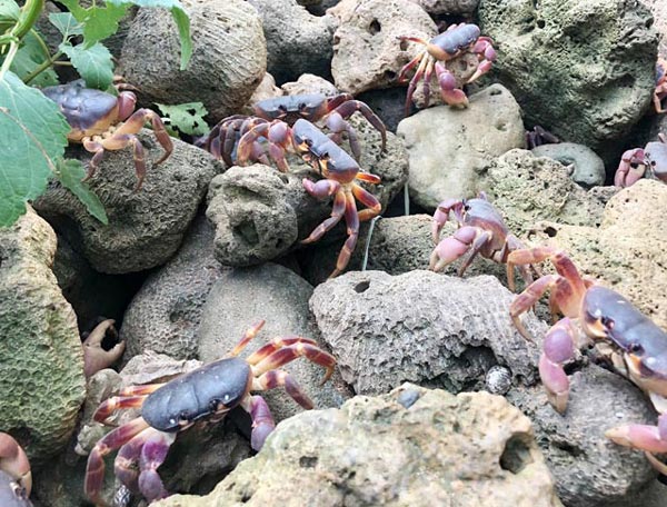 Cùng với săn bắt ngoài tự nhiên, hiện một số người dân ở huyện Lý Sơn đã nuôi cua đá để bán, tạo thêm thu nhập cho gia đình.