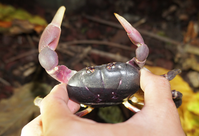 Nhanh tay, tinh mắt cầm đèn đi vạch đá săn cua đặc sản ở đảo An Bình - 3