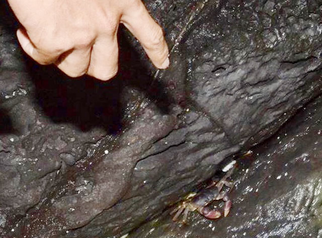 Cua dẹp sống ở kẽ bờ vách đá nham thạch dọc, hốc kè đá mà người dân chất làm bờ ở ruộng hành, tỏi. Thức ăn của cua đá là lá, cây cỏ, rong rêu... mọc tự nhiên.