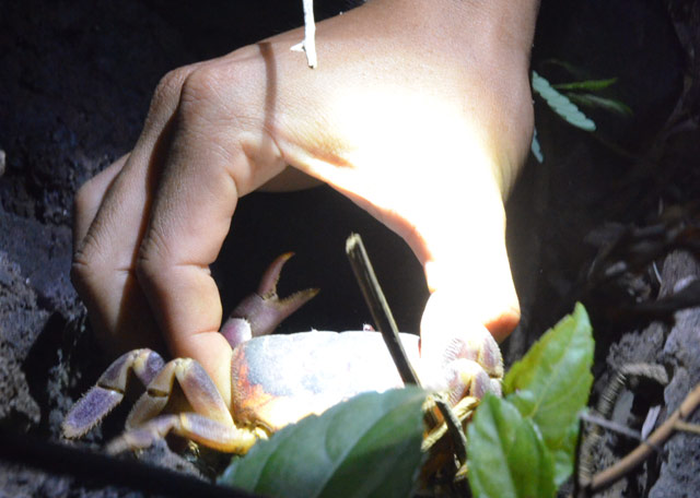 Người đi bắt phải tinh mắt và nhanh tay dùng que, tay chặn túm lấy trước khi con vật này lẩn trốn nhanh vào sâu phía trong kẽ đá.