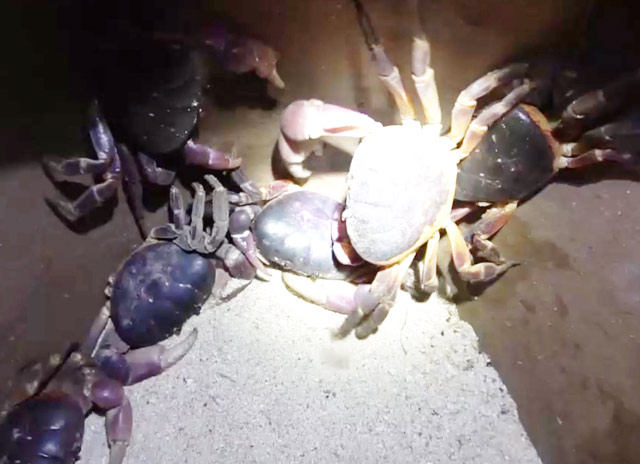 "Mấy năm qua loài vật này bị săn bắt nhiều nên số lượng đã sụt giảm mạnh, dẫn đến lượng cua bắt được chỉ khoảng 1 kg/người/đêm", anh Đặng Văn Sâm, một trong những người chuyên đi bắt cua đá ở đảo An Bình cho biết.