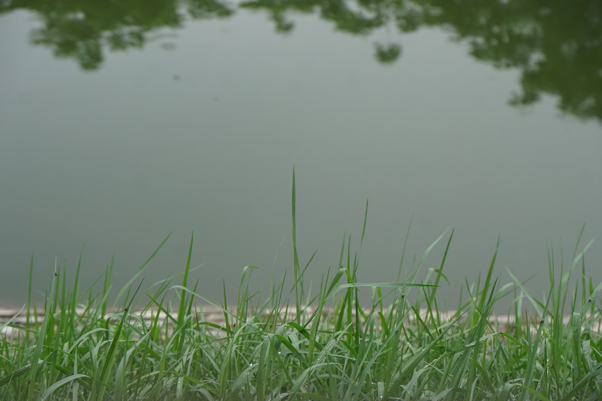 Một ngày trước đó, người dân vẫn chứng kiến nước sông có màu đen ngòm, mùi hối thối nồng nặc bốc lên từ lòng sông. Diện mạo mới của dòng sông khiến nhiều người không khỏi ngỡ ngàng.