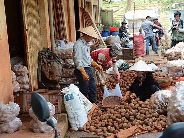 Tổng cục Quản lý thị trường cho biết rất khó xử lý tình trạng khoai tây Trung Quốc núp bóng khoai tây Đà Lạt. Ảnh: CAO DIÊN