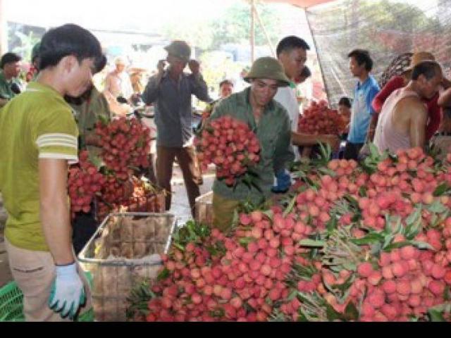 Thị trường - Tiêu dùng - Xuất hiện hàng trăm triệu phú và tỷ phú sau vụ vải thiều ở Lục Ngạn