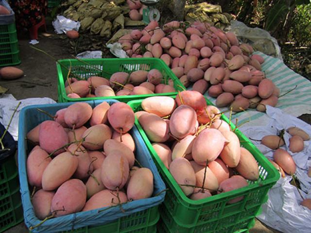 Thị trường - Tiêu dùng - Cần Thơ: Trồng xoài "ăn" 400-450 triệu/năm, lại không sợ đụng hàng