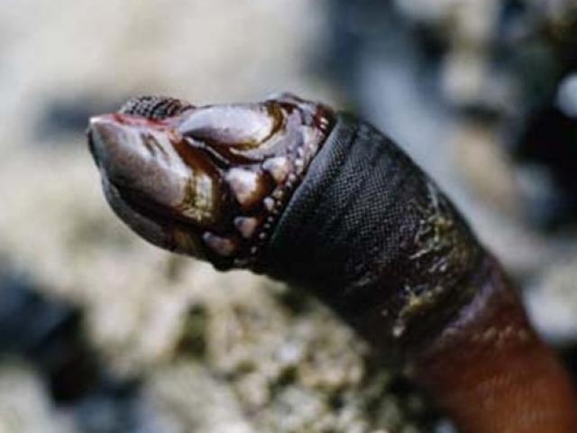 Thị trường - Tiêu dùng - Trông gớm ghiếc như "ngón tay quỷ", ai ngờ bán 4 triệu/kg