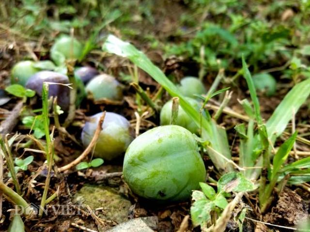 Thị trường - Tiêu dùng - Hồng Bảo Lâm rụng lộp bộp, nông dân xứ Lạng “khóc ròng”