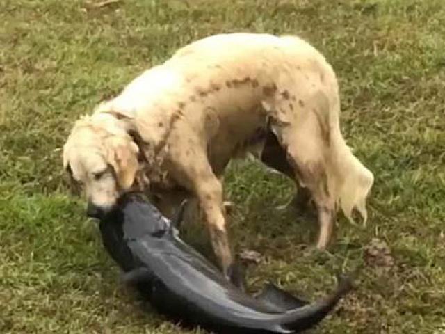 Media - Chú chó trổ tài bắt cá "khủng" dưới nước với cú ngoạm siêu đẳng