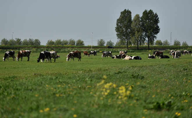 Ngày nay, giống bò sữa chủ lực của nhiều nước trên thế giới mang tên Holstein Friesian (HF) có nguồn gốc từ Hà Lan