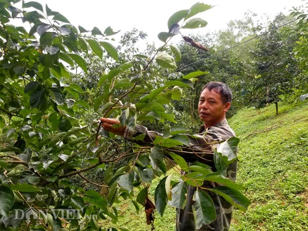 Anh Sỹ xót xa khi chứng kiến những cây hồng trong vườn nhà cứ rựng hết trái qua từng này.