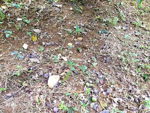 Hồng vẫn rụng đầy gốc trong khi người dân vẫn đang loay hoay đi tìm loại thuốc đặc trị loại bệnh này.