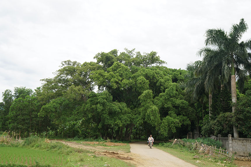 Cây sanh cổ thụ nằm ở đầu làng bản Suối Cốc, dưới chân núi của huyện Lương Sơn