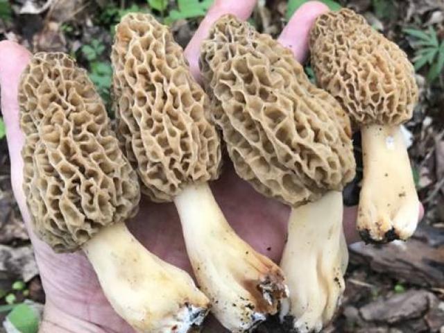 Thị trường - Tiêu dùng - Lên núi tìm thứ "thoắt ẩn thoắt hiện", bán 1 kg có ngay 5 triệu