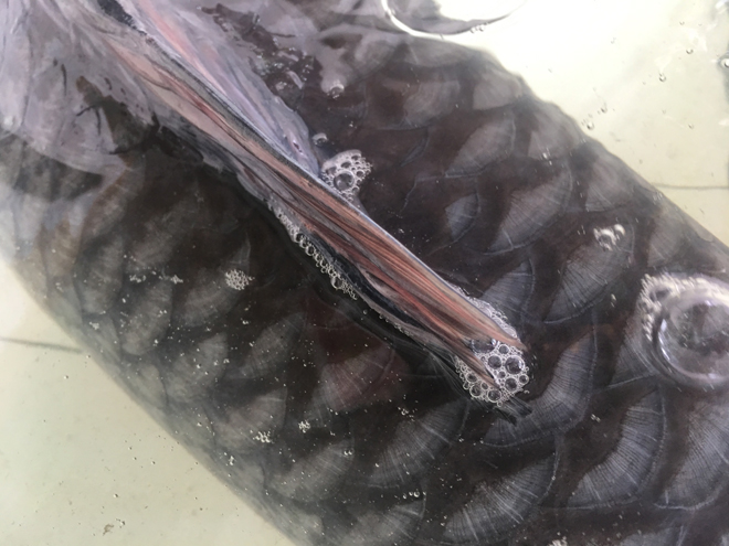 Phần lưng phía trên của con cá trắm