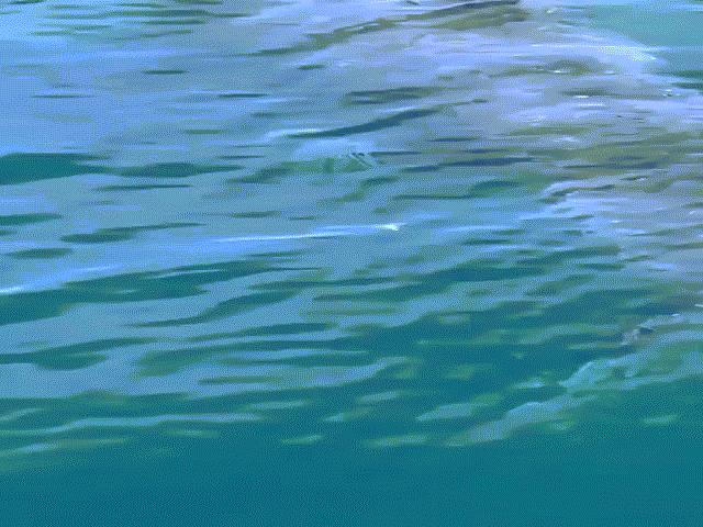 Chĩa camera xuống nước, hoảng hồn phát hiện cá mập khổng lồ dài 7 mét