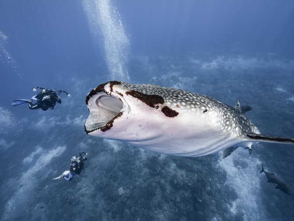Bức ảnh cá mập voi suýt nuốt chửng thợ lặn đang gây sốt (Ảnh:Debbie Wallace)