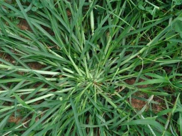 Thị trường - Tiêu dùng - Thứ cỏ dại mọc đầy ở Việt Nam, trước chuyên cho bò ăn, giờ trở nên có giá