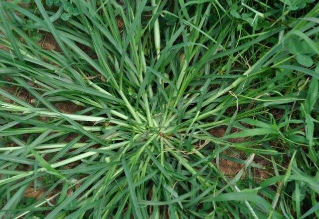Cỏ mần trầu còn được gọi là cỏ dế mèn.