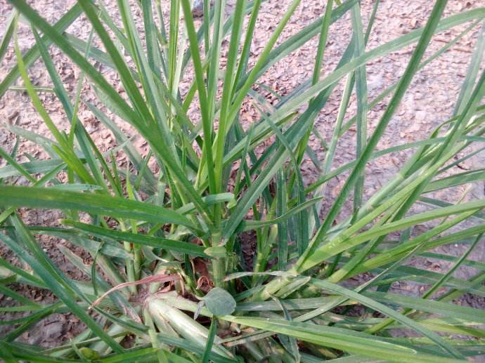 Cỏ mần trầu có giá 20 tệ nửa cân.