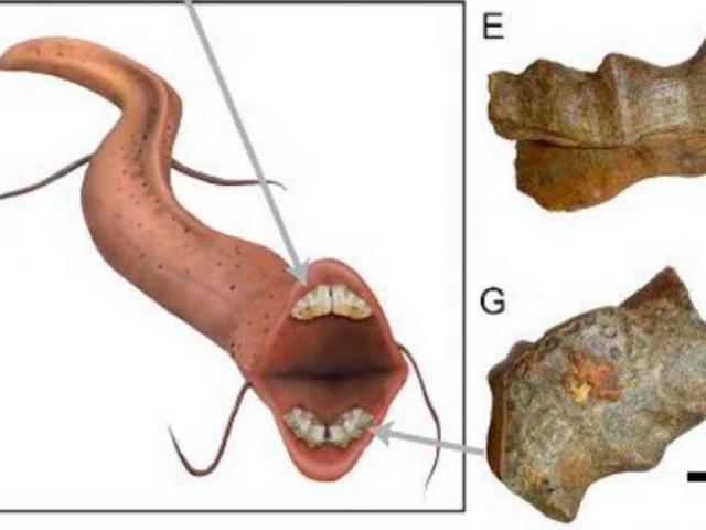 Thế giới - Phát hiện ngỡ ngàng về những sinh vật khổng lồ từng sống ở sa mạc Sahara