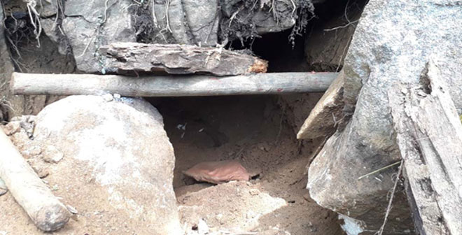 Cây cối bị chặt trong quá trình đào bới.