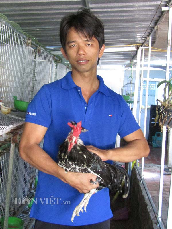 Anh Nguyễn Bửu Thanh giới thiệu về giống gà Quý Phi, hay còn gọi là gà Hoàng Gia.