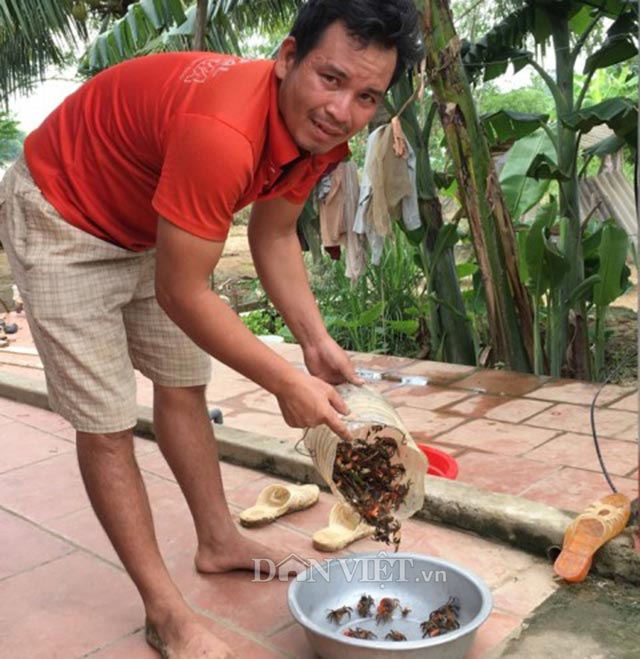 Mồi dụ cáy vào rọ phải &nbsp;là cám, cá, mắm tôm trộn cùng. Ảnh: Vũ Thượng.