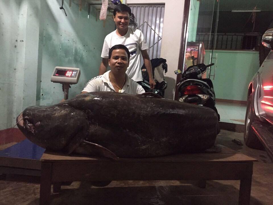 Con cá leo nặng 65kg được đánh bắt ở Biển Hồ, Campuchia