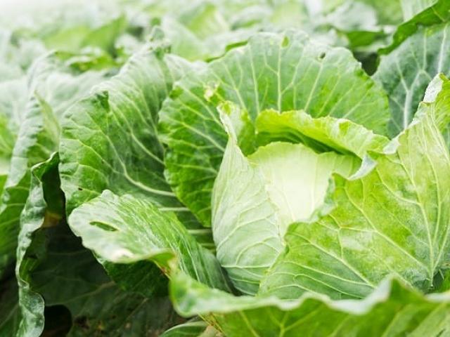 Sức khỏe đời sống - Rau củ chống ung thư cực tốt, chợ Việt Nam vừa sẵn vừa rẻ như bèo