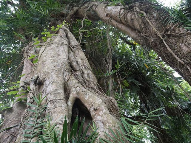 Tin tức trong ngày - Tận mắt chiêm ngưỡng độ “khủng” của cây sanh hơn 800 năm tuổi trong phim Ma làng