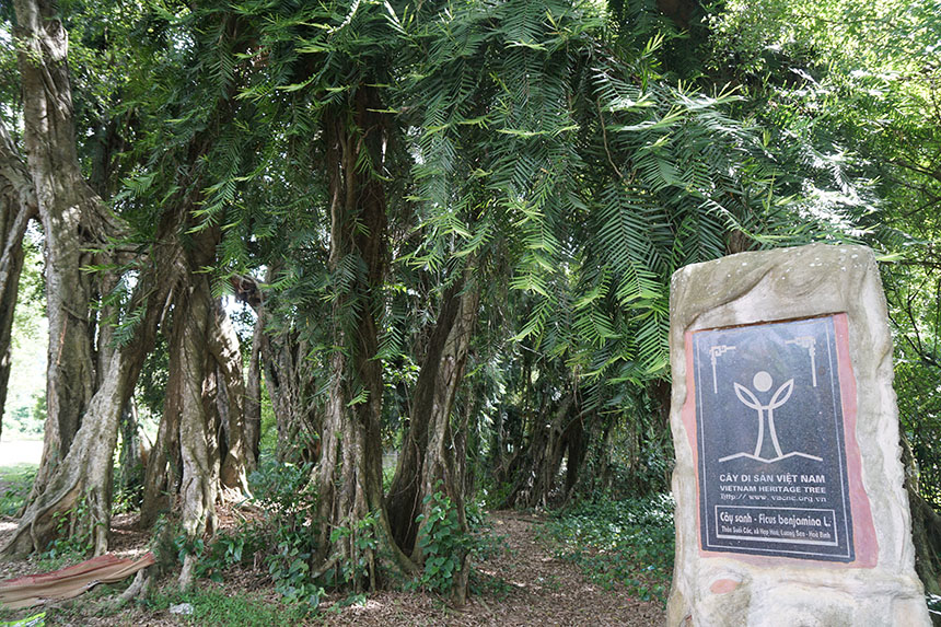 Tận mắt chiêm ngưỡng độ “khủng” của cây sanh hơn 800 năm tuổi trong phim Ma làng - 2