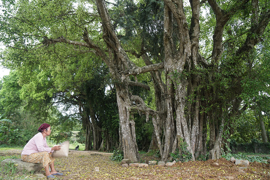 Tận mắt chiêm ngưỡng độ “khủng” của cây sanh hơn 800 năm tuổi trong phim Ma làng - 3