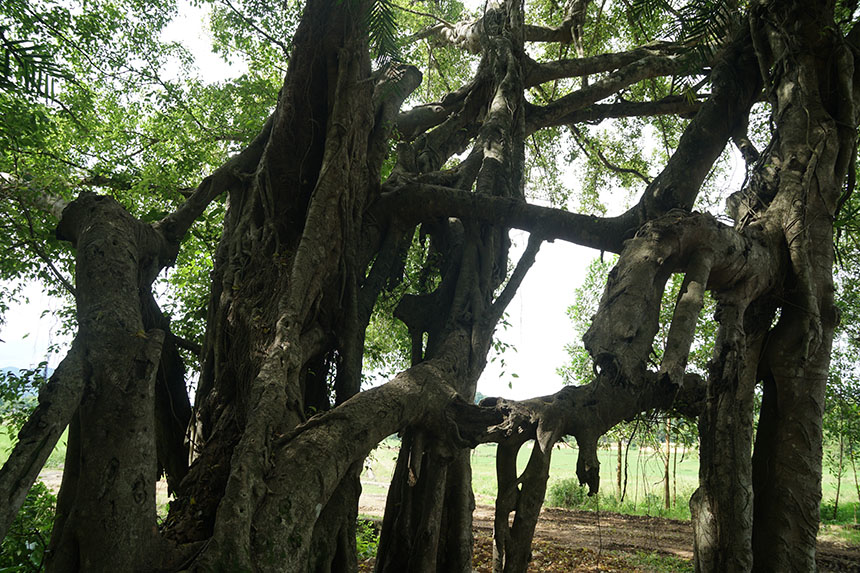 Tận mắt chiêm ngưỡng độ “khủng” của cây sanh hơn 800 năm tuổi trong phim Ma làng - 9