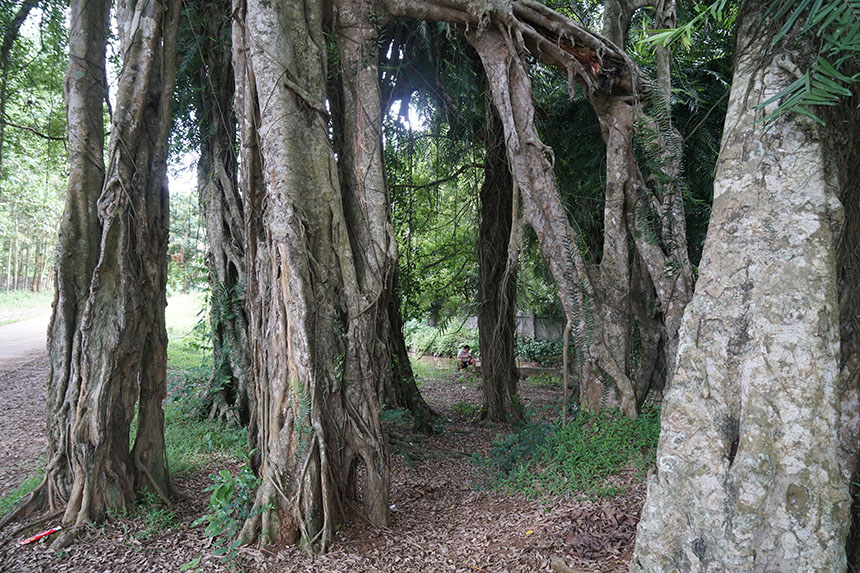 Tận mắt chiêm ngưỡng độ “khủng” của cây sanh hơn 800 năm tuổi trong phim Ma làng - 6