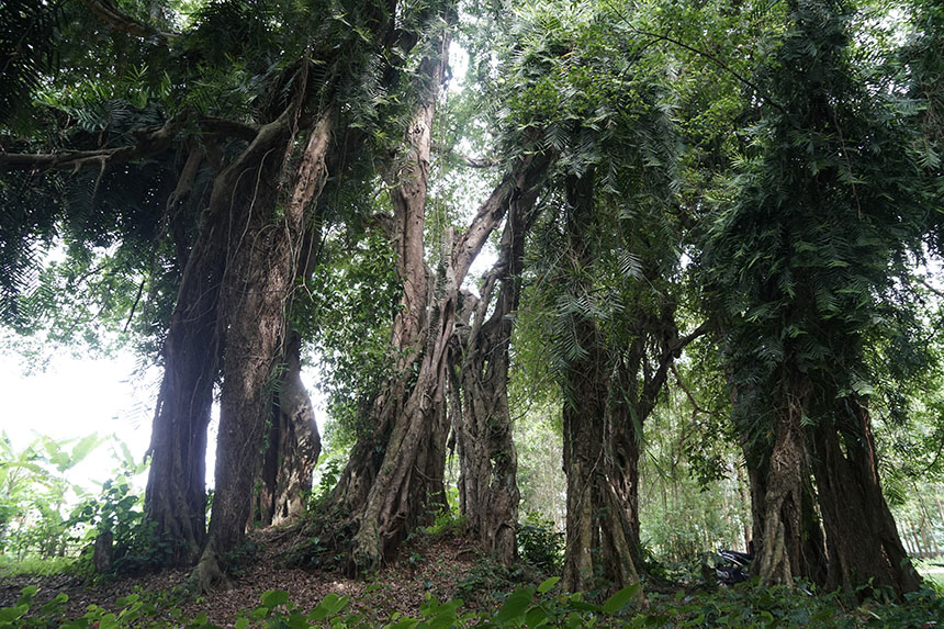 Tận mắt chiêm ngưỡng độ “khủng” của cây sanh hơn 800 năm tuổi trong phim Ma làng - 5
