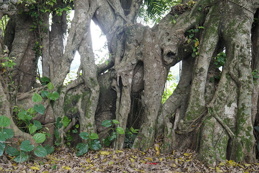 Tận mắt chiêm ngưỡng độ “khủng” của cây sanh hơn 800 năm tuổi trong phim Ma làng - 7