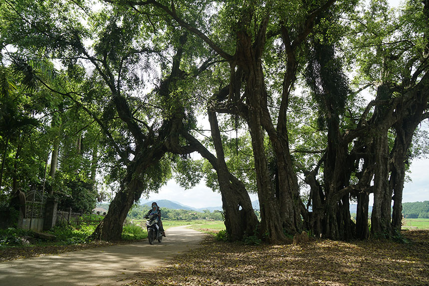 Tận mắt chiêm ngưỡng độ “khủng” của cây sanh hơn 800 năm tuổi trong phim Ma làng - 4