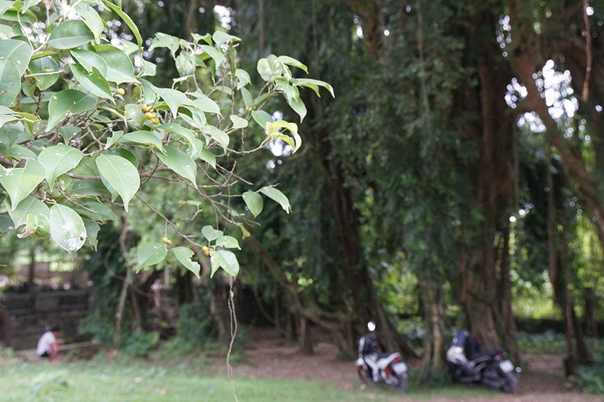 Tận mắt chiêm ngưỡng độ “khủng” của cây sanh hơn 800 năm tuổi trong phim Ma làng - 11