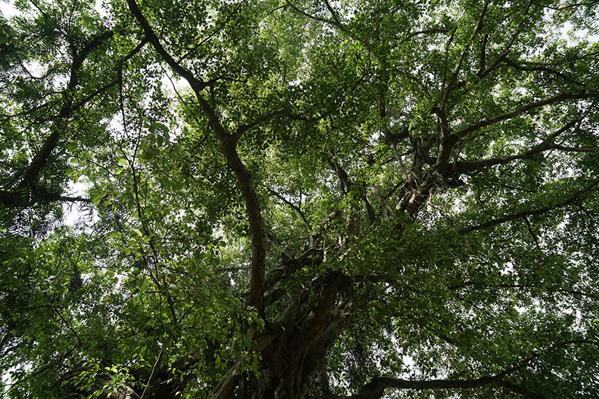 Tận mắt chiêm ngưỡng độ “khủng” của cây sanh hơn 800 năm tuổi trong phim Ma làng - 10