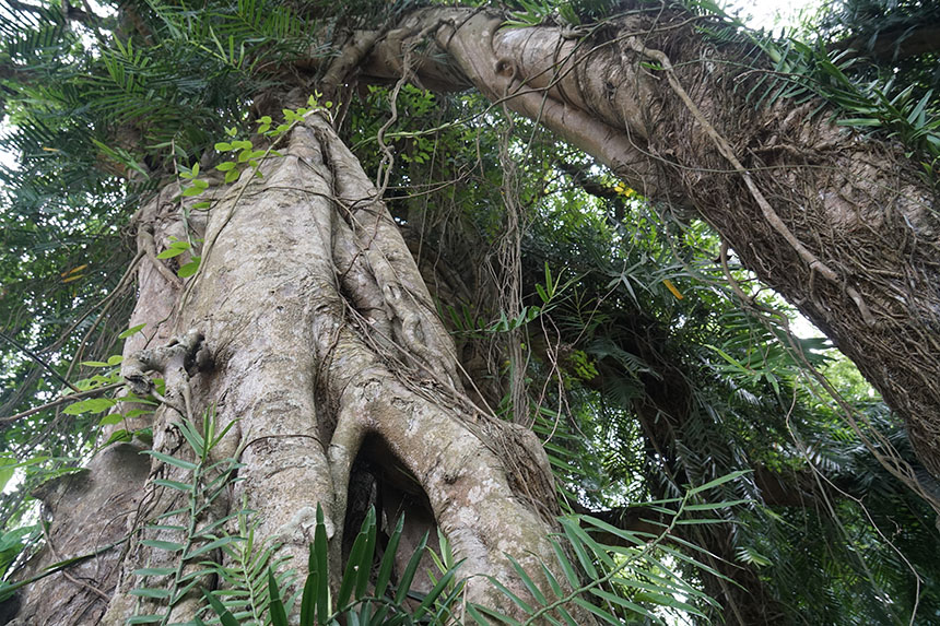 Tận mắt chiêm ngưỡng độ “khủng” của cây sanh hơn 800 năm tuổi trong phim Ma làng - 12