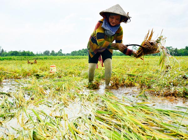 Bà Thị Ron, ngụ ấp Láng Sen, xã Bàn Thạch (Giồng Riềng) ngâm mình trong nước thu hoạch lúa bằng tay. Ảnh: NQ.