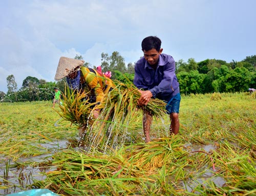 Vợ chồng ông Danh Trưa ngụ ấp Láng Sen, xã Bàn Thạch (Giồng Riềng) tất bật thu hoạch lúa bằng tay. Ảnh: NQ.