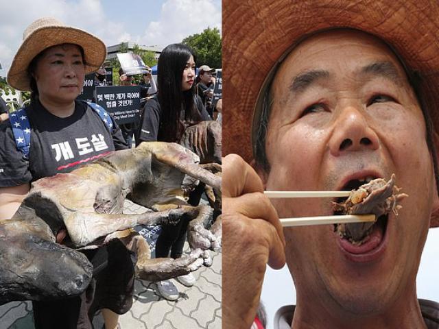 Thế giới - Hàn Quốc: Một bên biểu tình phản đối ăn thịt chó, một bên đánh chén ngon lành trêu tức