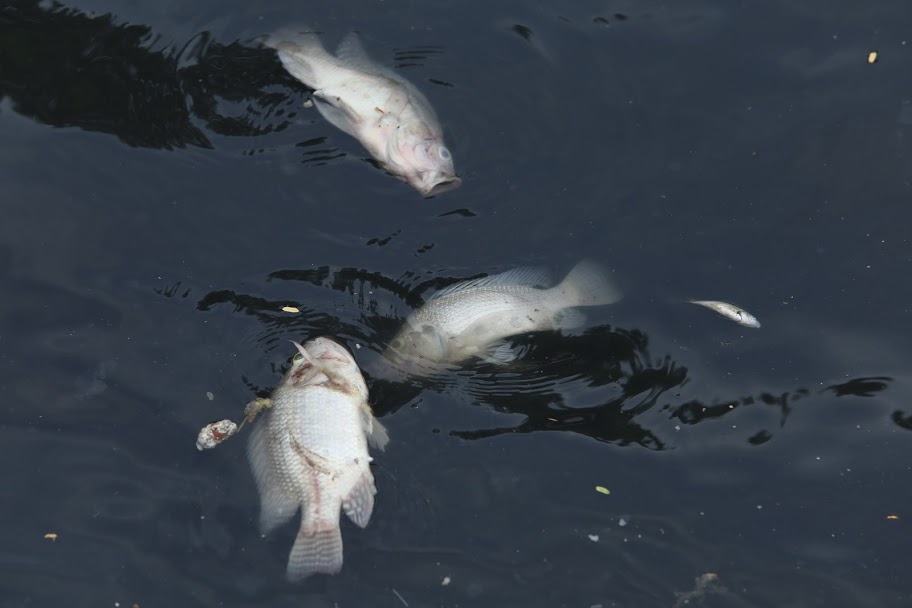 Lý giải nguyên nhân sông Tô Lịch “hiện nguyên hình” đen kịt, cá chết nổi trắng - 2