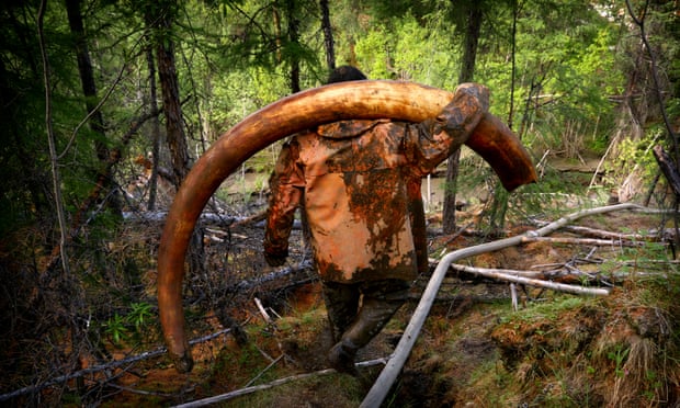Ngà voi ma mút đang tạo nên cuộc săn lùng kho báu ở Yakutia, Nga.