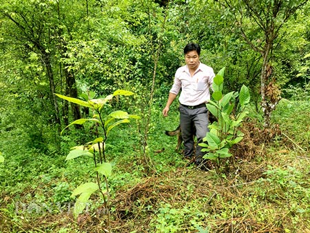 Những cây trà hoa vàng bản địa được anh Khang &nbsp;trồng "cất giấu" &nbsp;ở Thôm Đeng.