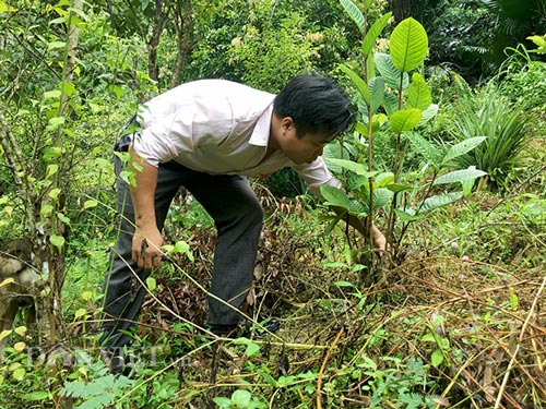 Được chăm sóc thường xuyên, những cây trà hoa vàng sinh trưởng nhanh tại đồi nhà.