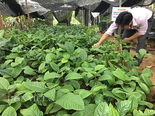 Ngày ngày Khang tỉ mẩn với "kho báu" mà mình đã mang về từ rừng.