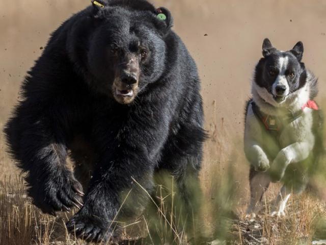 Thấy gấu dữ vào vườn tìm thức ăn, chú chó phục kích tấn công bất ngờ