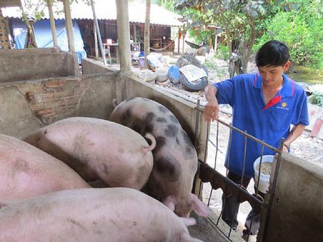 Thị trường - Tiêu dùng - Đang tăng mạnh, giá lợn bỗng chững lại, rớt giá thê thảm ở miền Nam